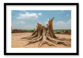 Tree Fossil discovered in a park, remnants from a volcanic eruption approximately 176 million years old