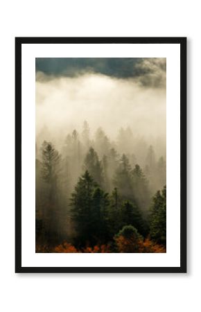 Beautiful mountain landscape in fall with colorful trees and white fog , aerial view . Misty forest