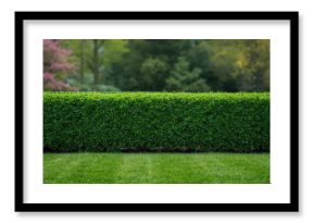 Field of daisy flowers used as a natural background for text layout, floral design, Earth Day