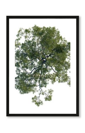 Quercus agrifolia tree plan, top view, cutout 4k, transparent background, Majestic treetop view for landscape design, perfect for urban planning needs
