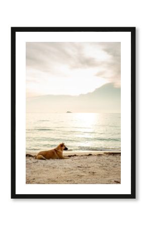 Puppy stray dog on beach sea coast at sunset. Soft light