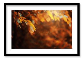 Beautiful Nature Autumn landscape. Scenery view on autumn city park with golden yellow foliage in Sunny day. Walking path in the city Park strewn with autumn fallen leaves.