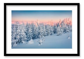 Incredible winter landscape. Wonderful sunrise in mountain forest. Astonishing winter view of Carpathian mountains with fir trees covered fresh snow. Christmas postcard.