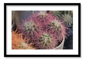 Colorful cacti in a pot in a garden setting