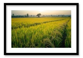 Kerala's landscape features lush rice paddies ready for harvest, agricultural activity during seasonal change
