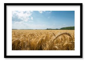 Early summer grain field on the Lower Rhine showing lush crops for agricultural planning, Earth Day