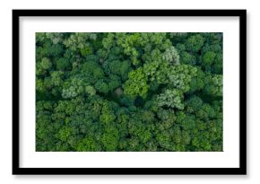 Forest landscape aerial texture , top view background