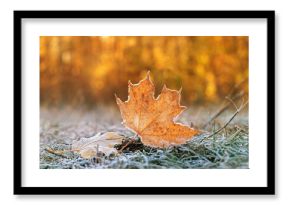 beautiful autumn nature background. dry frozen fallen leaves, grass in hoarfrost. cold weather, late fall season, first freezing. soft focus