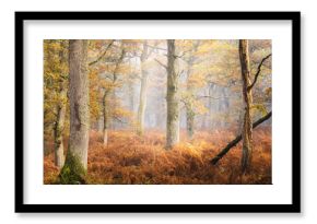 Enchanting autumn forest in Perthshire, Scotland, with European oak trees enveloped in misty, ethereal morning light.