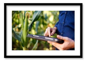 Farming, hands and man in field with tablet for research, growth and agro management. Nature, inspection and corn farmer on digital app for sustainable agriculture, quality control and permaculture