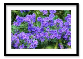 Banner, flowers and garden verbena in nature for growth, decoration and blossom for botany. Bloom, floral and blue plants outdoor for ecology, sustainability and eco friendly wallpaper with color