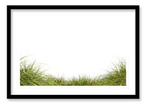 Grassland meadow growth landscaping on transparent backgrounds 3d rendering png file