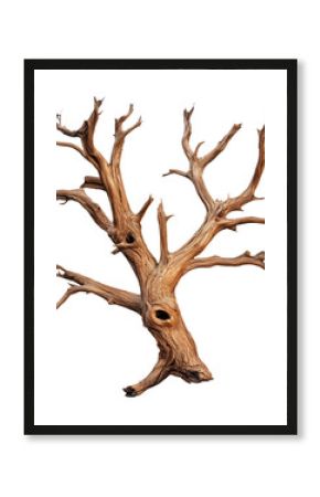 Dead tree with twisted branches and hollow trunk