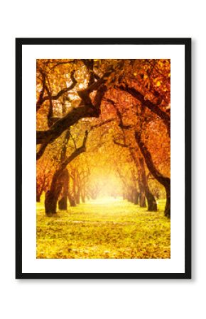Autumn. Fall. Autumnal Park