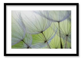 dandelion seed