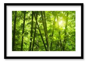 Bamboo forest.