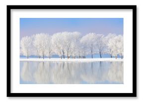 winter trees covered with frost