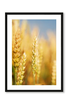Golden wheat