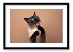 funny seal point siamese cat playing raising paws making funny face with mouth open on brown background with copy space