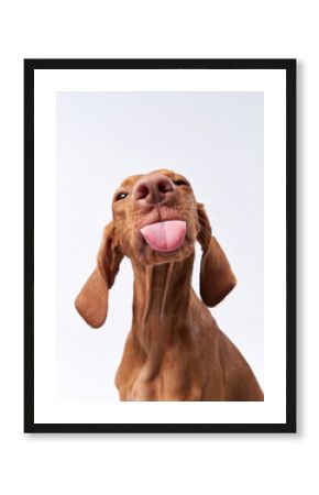 funny dog shows tongue. Hungarian vizsla on a white background