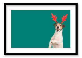 Christmas background with funny dog in reindeer antlers headband holding paws up