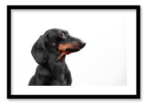 Profile of dachshund dog, funny puppy posing at photo shoot, obediently frozen, looking to side with sly glance, peeking curiously, eavesdropping on secret Raising puppy, endurance training, stance