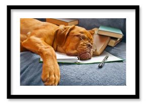 Dog Sleeping after Studying