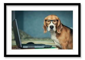 Sleepy beagle dog in funny glasses near laptop