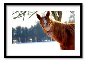 Funny horse