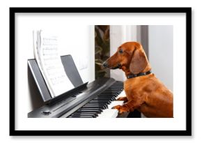 Funny dog playing the piano