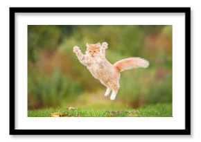Funny red cat flying in the air in autumn