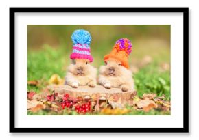 Two little funny rabbits dressed in woolen knitted hats in autumn 