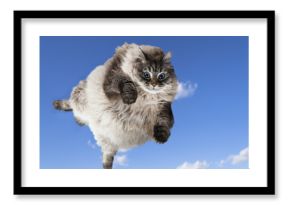 funny cat levitate in blue sky