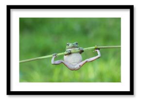 Javan tree frog