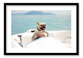 Funny French Bulldog dog is sitting behind the wheel of a speedboat, put his paws on the steering wheel against the sea, the carefree sunny summer day. lighting effects, speed boat