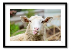 Funny sheep. Portrait of sheep showing tongue.