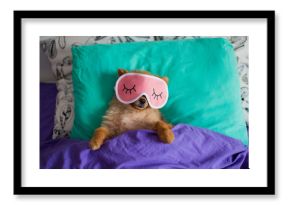 Funny and cute pomeranian puppy dog in a sleep mask is laying on back on pillows under the blankets with the claws protruding out of it