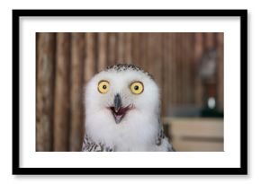 Close up snowy owl eye with wooden background