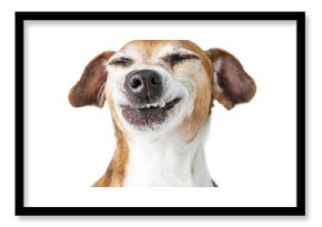 Funny dog disgust, denial, disagreement face. Don't like that. grins  teeth pet. White background