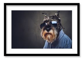 A dogs dressed in a blue shirt and sunglasses.