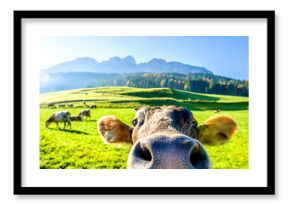 funny cow
