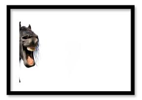 zabawny portret czarnego konia na białym tle w panoramicznym rozmiarze