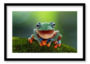 Tree frog, flying frog laughing