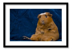 Funny guinea pig sitting in a funny pose on the dark blue background (with copy space on the left)