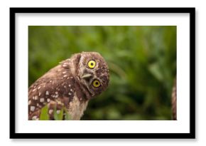 Funny Burrowing owl Athene cunicularia tilts its head outside its burrow