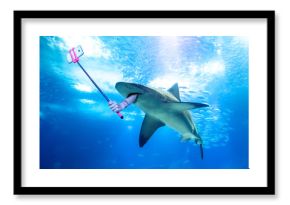 Underwater white shark taking a selfie picture with a human arm holding a selfie stick. Undersea marine funny background.