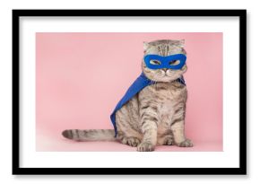 superhero, scotch whiskey with a blue cloak and mask. The concept of a superhero, super cat, leader. On a pink background. Macho and cute cat