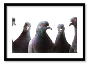 Funny group of curious Pigeons isolated on white