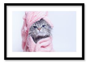 Funny smiling wet gray tabby cute kitten after bath wrapped in pink towel with blue eyes. Pets and lifestyle concept. Just washed lovely fluffy cat with towel around his head on grey background.