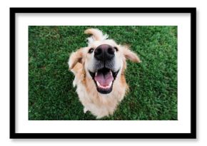 Very happy golden retriever